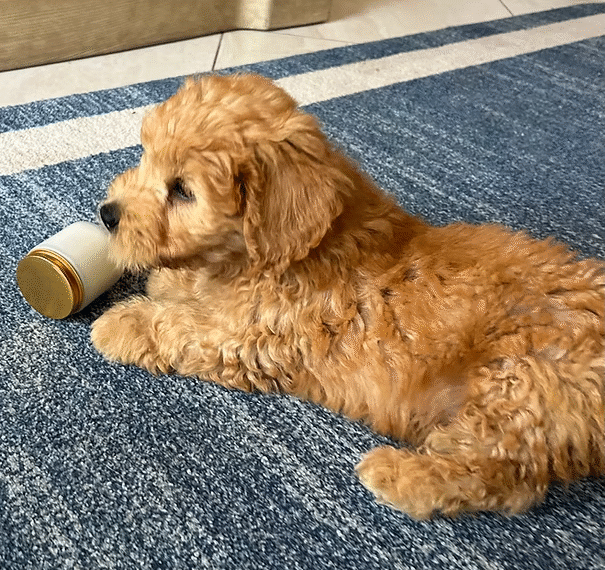 Why Are F1B Goldendoodle Puppies Considered Ideal for Modern Pet Owners?