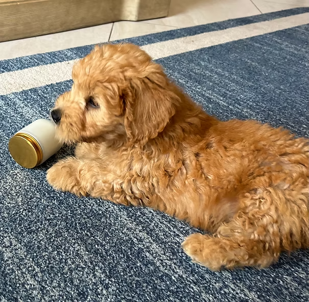 Why Are F1B Goldendoodle Puppies Considered Ideal for Modern Pet Owners?