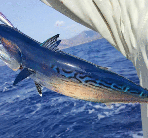 Are Wahoo Fishing Tours in Los Sueños Worth It?