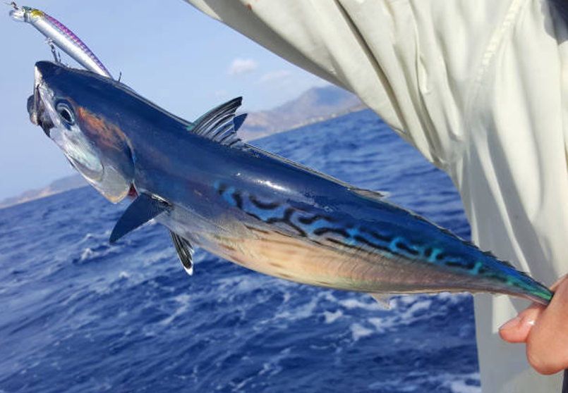 Are Wahoo Fishing Tours in Los Sueños Worth It?